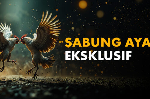 sabung ayam