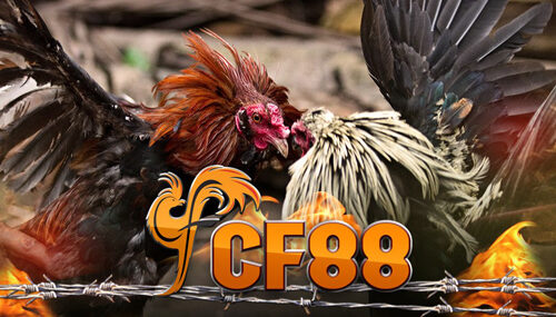 Provider CF88