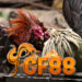 Provider CF88