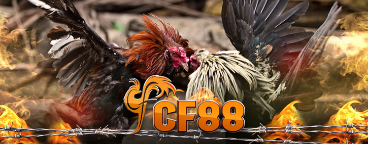 Provider CF88