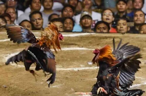 Main Sabung Ayam