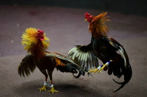Daftar Provider Sabung Ayam