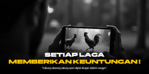 Membedah Sabung Ayam Online: Provider, ODS, dan Jenis Ayam Terpopuler