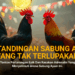 Mengenal SV388: Platform Sabung Ayam Online Terpercaya