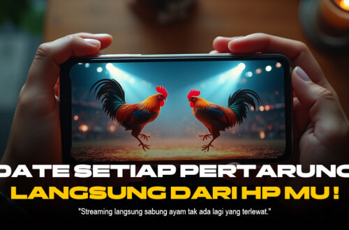 Sabung Ayam SV388: Kenali Jenis Ayam, Odds, dan Provider Terpercaya