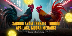 Mengenal Ayam Bangkok dalam Sabung Ayam Online SV388