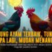 Mengenal Ayam Bangkok dalam Sabung Ayam Online SV388