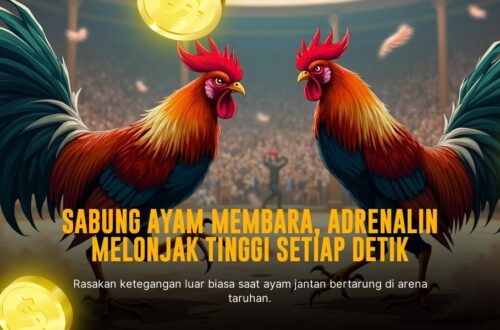Mengenal Ayam Bangkok: Primadona Sabung Ayam SV388