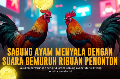 Mengenal Ayam Bangkok, Raja Sabung Ayam di SV388