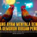 Mengenal Ayam Bangkok, Raja Sabung Ayam di SV388