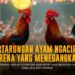 Menilik Keunggulan Sabung Ayam SV388 yang Paling Populer
