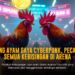 Seru! Mengenal Ayam Bangkok: Raja Sabung Ayam yang Tak Terkalahkan
