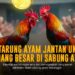 Membongkar Rahasia SV388: Platform Sabung Ayam Paling Andal