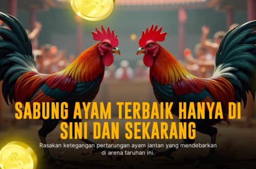 Mengenal Ayam Bangkok: Raja dalam Dunia Sabung Ayam
