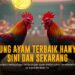 Mengenal Ayam Bangkok: Raja dalam Dunia Sabung Ayam