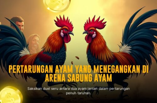 Mengenal Jenis Ayam Bangkok dalam Sabung Ayam SV388