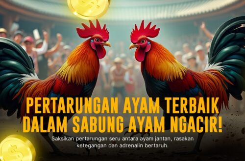 Mengenal Ayam Bangkok: Raja Sabung Ayam yang Mendominasi Arena