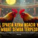 Rahasia Kemenangan Sabung Ayam via SV388: Peluang dan Jenis Ayam Paling Dicari
