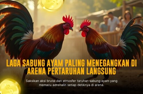 Mengenal Ayam Bangkok: Raja Sabung Ayam dengan Odds Tinggi