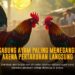 Mengenal Ayam Bangkok: Raja Sabung Ayam dengan Odds Tinggi