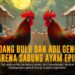 Mengenal Ayam Bangkok Unggulan di Arena Sabung Ayam SV388
