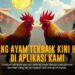 Menguak Kehebatan Ayam Bangkok dalam Dunia Sabung Ayam